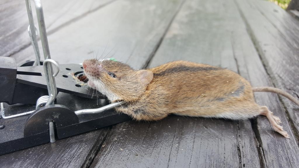 maus 21 30 08 2018