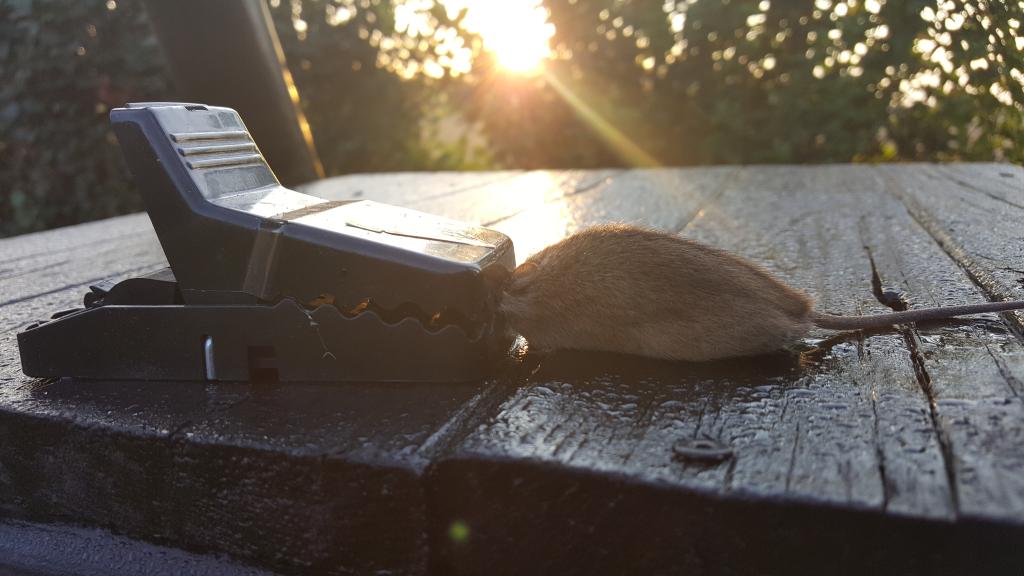 maus 22 31 08 2018
