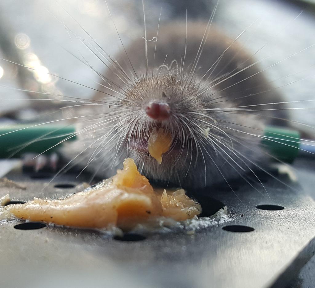 maus 23 01 09 2018