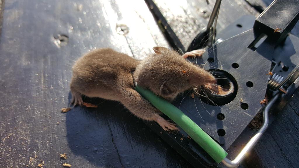 maus 24 02 09 2018