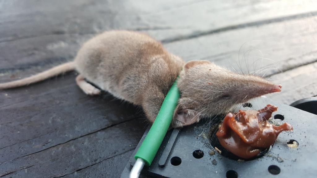 maus 25 03 09 2018