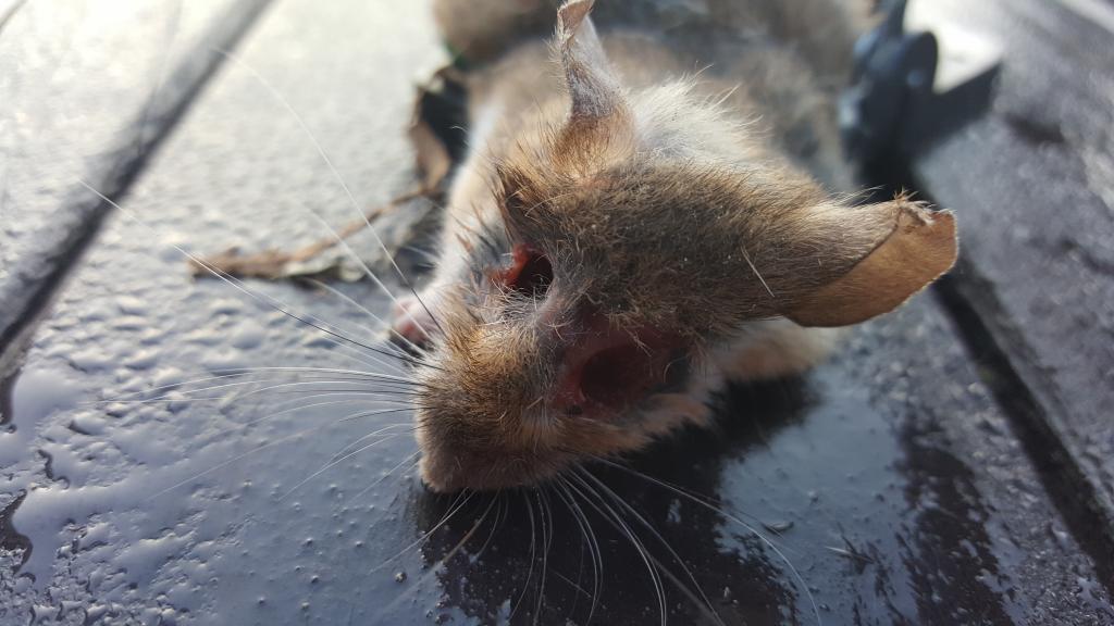 maus 26 06 09 2018