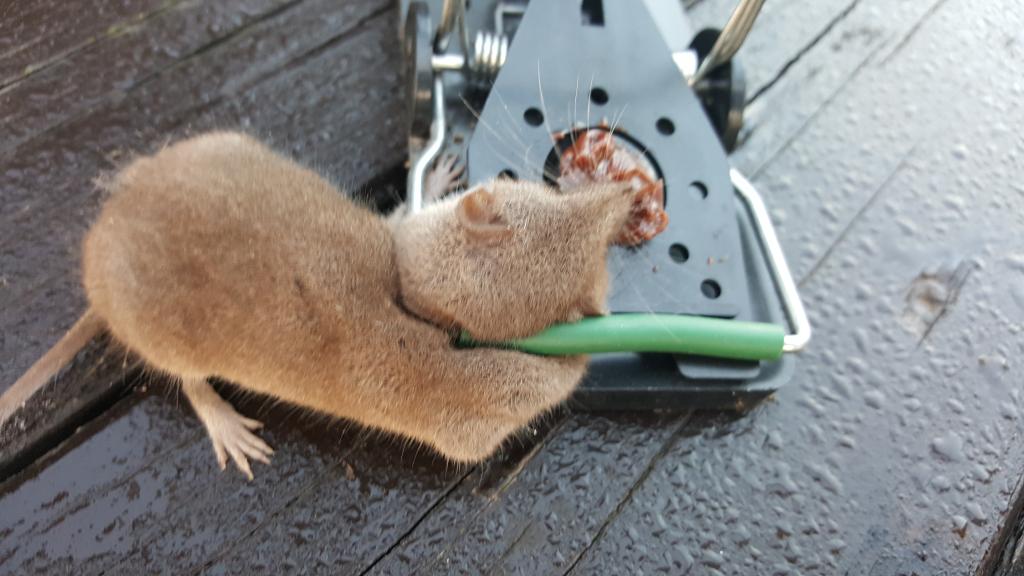 maus 27 06 09 2018