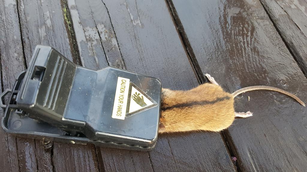 maus 28 07 09 2018