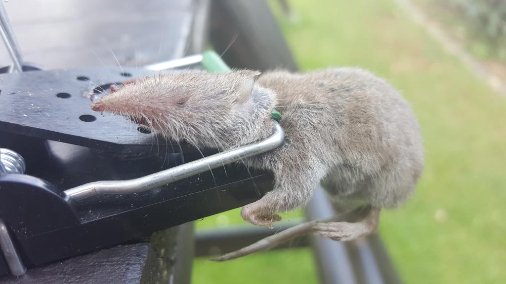 maus 29 07 09 2018