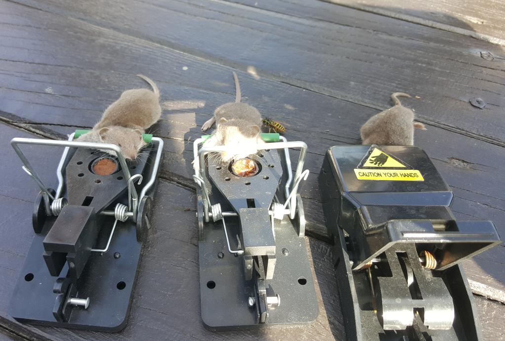maus 30 31 32 09 09 2018