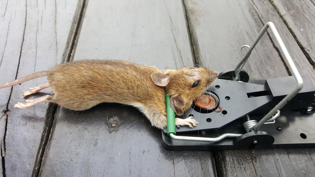 maus 34 10 09 2018