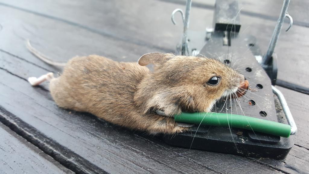 maus 34 12 09 2018