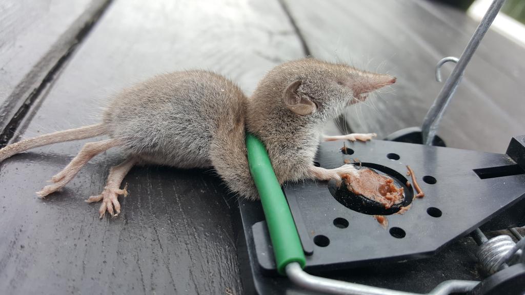 maus 36 12 09 2018