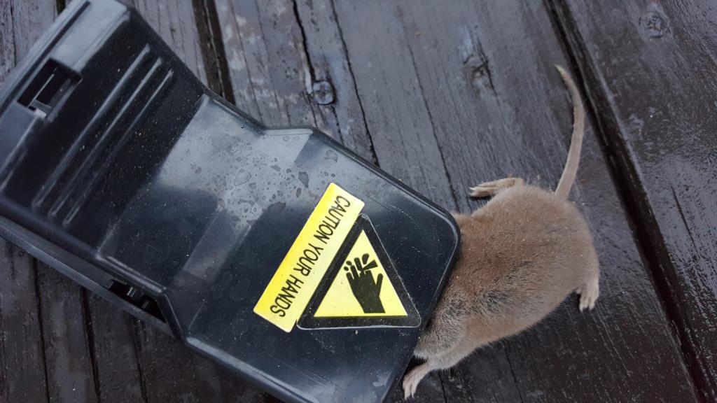 maus 37 13 09 2018