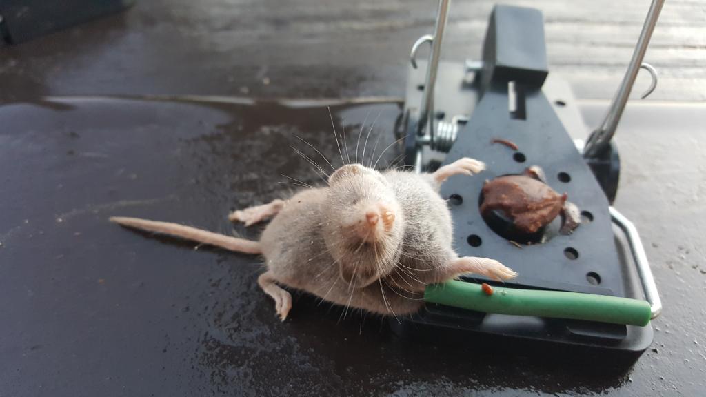 maus 39 14 09 2018
