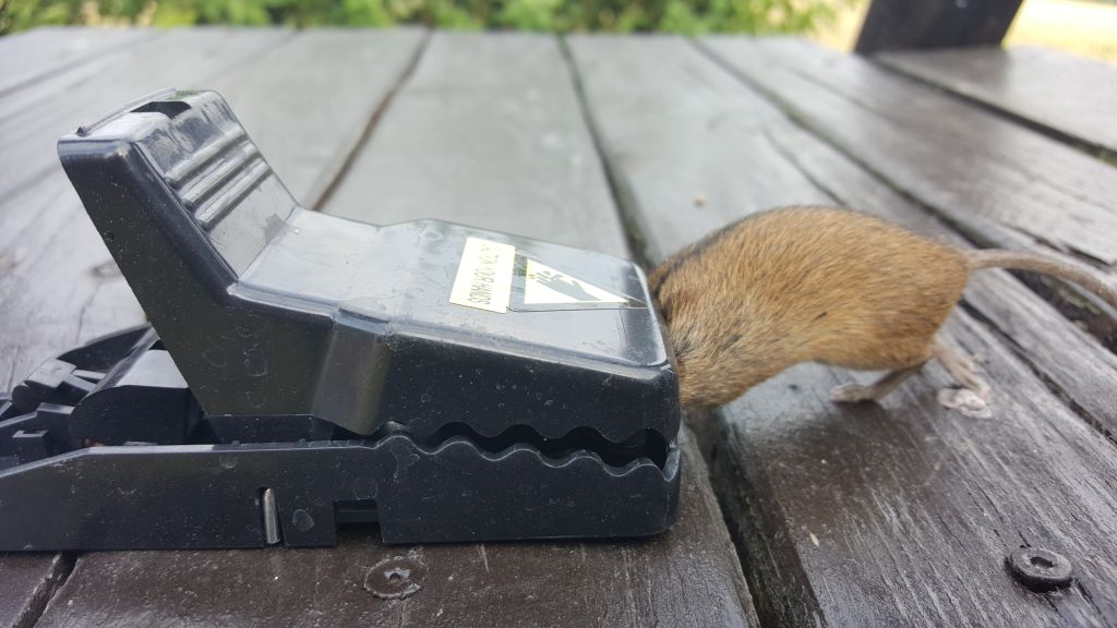 maus 3 04 07 2018
