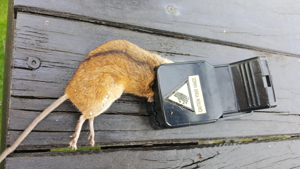 maus 41 16 09 2018