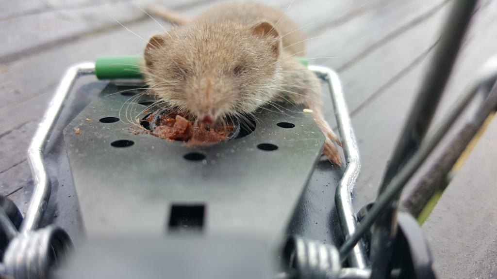 maus 42 16 09 2018