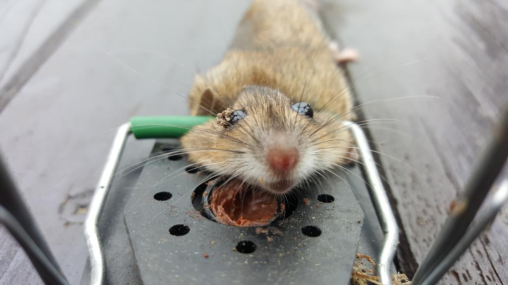 maus 44 23 09 2018