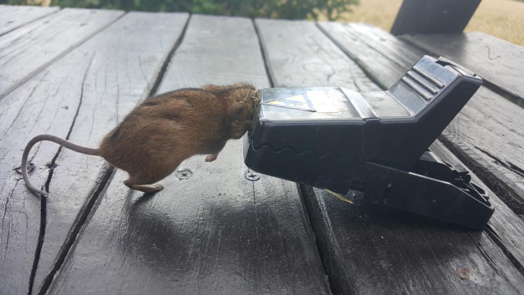 maus 4 08 07 2018