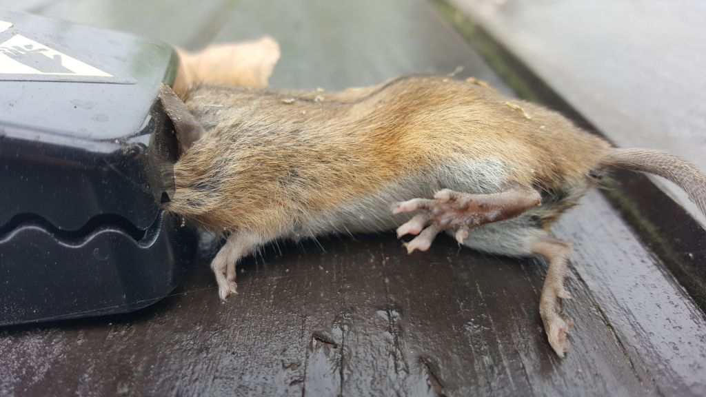 maus 5 10 07 2018