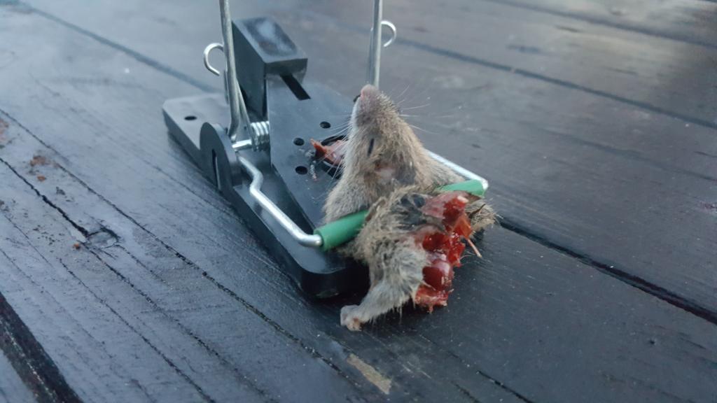 maus 62 01 11 2018