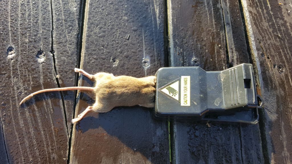 maus 6 19 07 2018