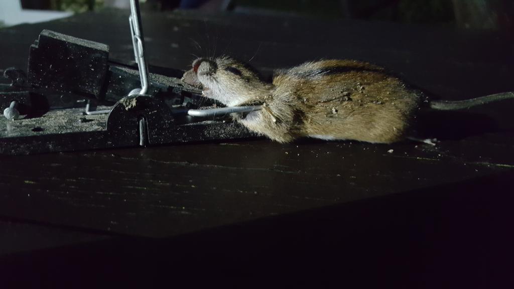 maus 78 27 11 2018