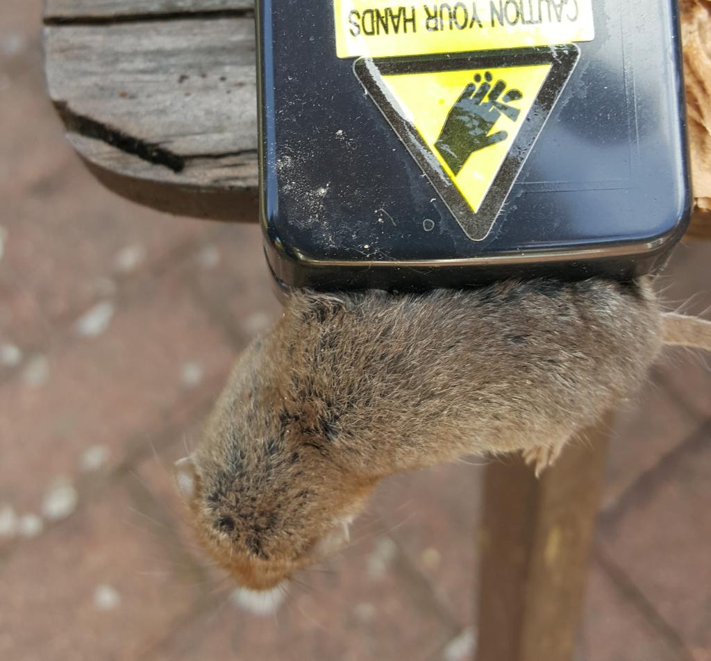 maus 7 29 07 2018