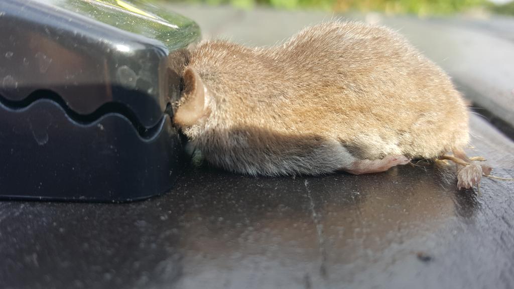 maus 8 31 07 2018