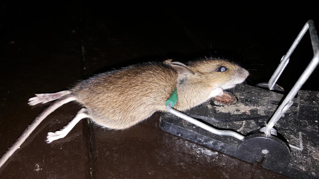 maus 90 17 12 2018