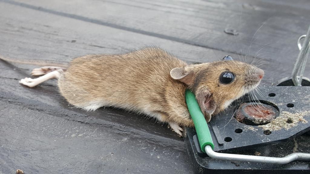 maus 93 27 12 2018