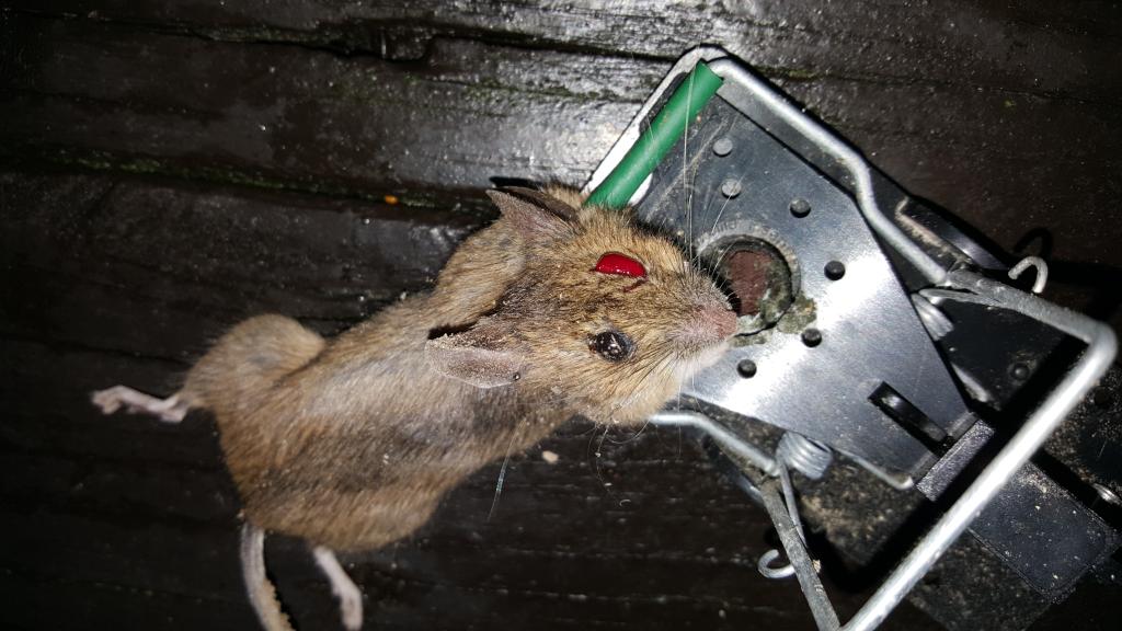 maus 94 07 01 2019