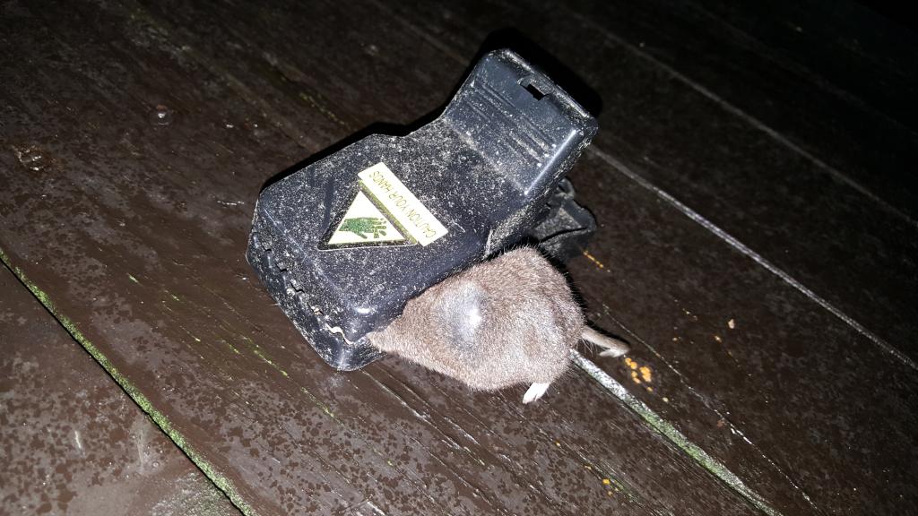 maus 97 28 01 2019