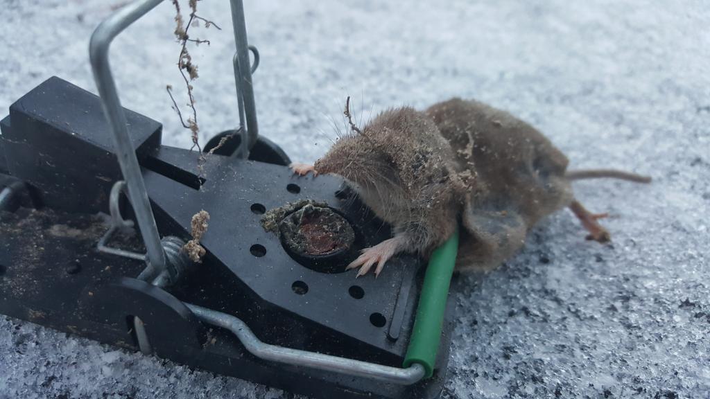 maus 98 29 01 2019