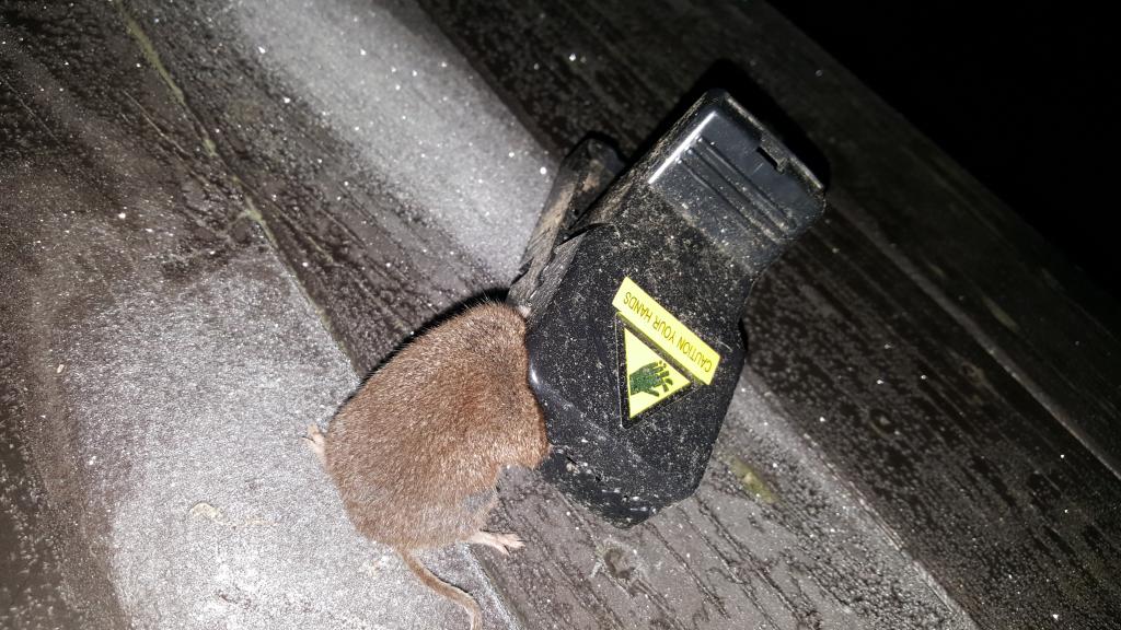 maus 99 30 01 2019