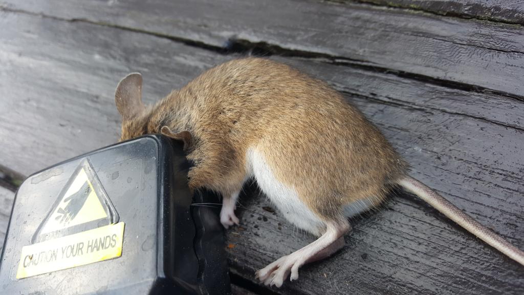 maus 9 01 08 2018