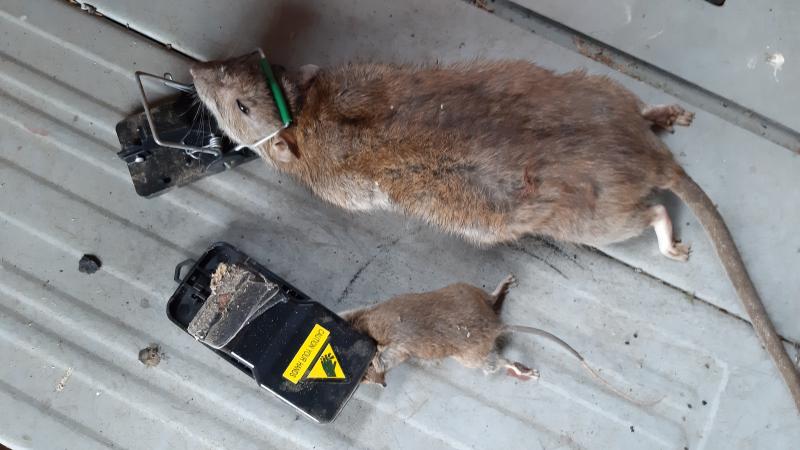 maus ratte 07 09 2019